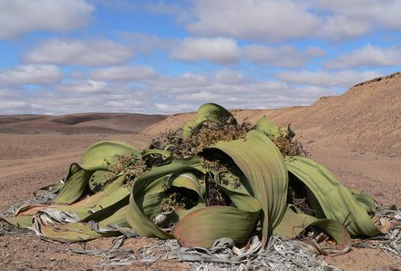 Namibia Familienreise individuell - Welwitschia