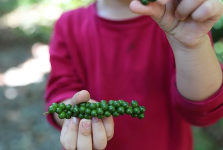 Familienurlaub Costa Rica - Costa Rica Abenteuer Regenwald und Karibik - Kind mit Kaffeefrüchten