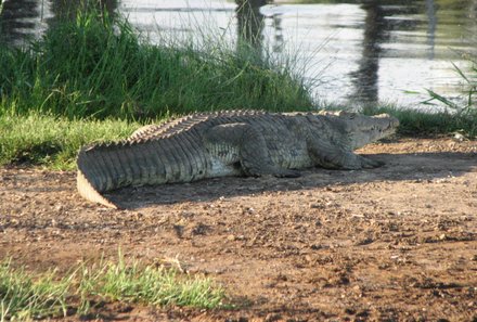 Kenia Familienreise - Kenia for family individuell - Best of Chale Island - Krokodil bei Fusspirsch