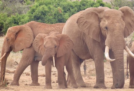 Kenia mit Kindern - Kenia for family individuell deluxe - Safari - Elefanten