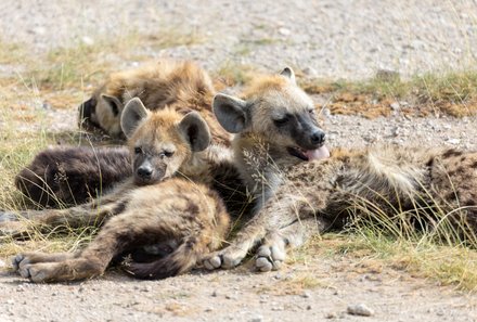 Kenia Familienreise - Kenia Family & Teens - Safari im Amboseli Nationalpark - Hyänen