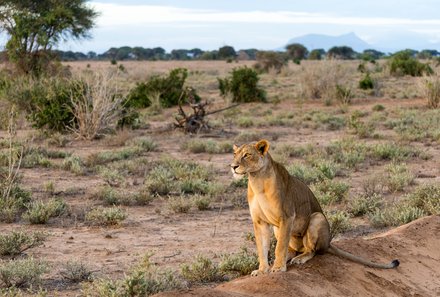 Kenia Familienreise - Kenia Family & Teens - Pirschfahrt im Tsavo Ost Nationalpark - Löwe