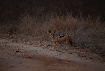 Südafrika mit Kindern - Südafrika for family - Makutsi Safari Farm - Nacht-Jeepsafari - Schakal