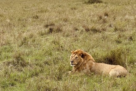 Serengeti mit Kindern individuell - Best of Familiensafari Serengeti - Löwe beobachten in Tansania