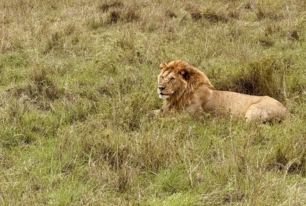 Tansania Familienreise - Tansania Family & Teens - Serengeti Nationalpark - Majestätischer Löwe 