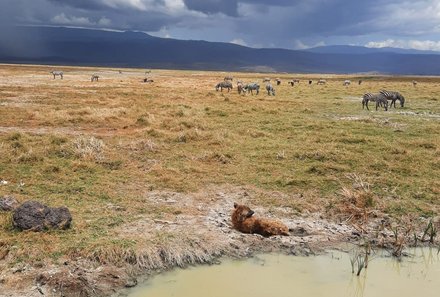 Tansania Familienreise - Tansania for family individuell - Familienabenteuer Tansania - Tiere am Ngorongoro Krater