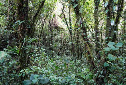 Familienurlaub Costa Rica - Costa Rica Abenteuer Regenwald und Karibik - Bäume im Nebelwald Monteverde