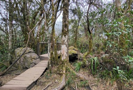 Familienreise Südafrika - Südafrika for family - Panorama Route - Stege im Wald