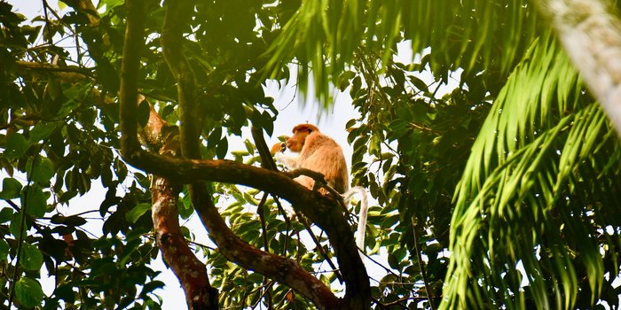 Gründe für eine Malaysia Familienreise - Nasenaffe im Baum