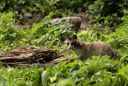 Estland Familienreise - Estland for family - Marderhund im Dickicht