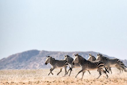 Namibia Deluxe Familienreise individuell - Sossusvlei - Tiere in der Wildnis