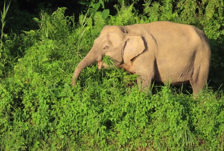 Familienreise Malaysia - Malaysia & Borneo Family & Teens - Flusssafari - Borneo-Zwergelefant