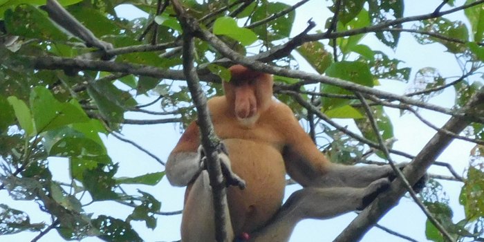 Borneo mit Kindern - Borneo mit Kindern Erfahrungen - Borneo Urlaub mit Kindern - Nasenaffe im Baum