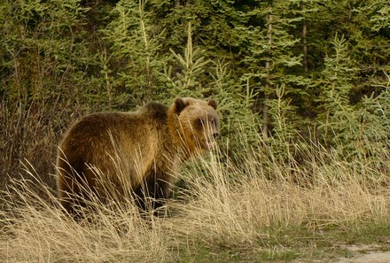 Westkanada for family - Familienurlaub Kanada - Bär im hohen Gras