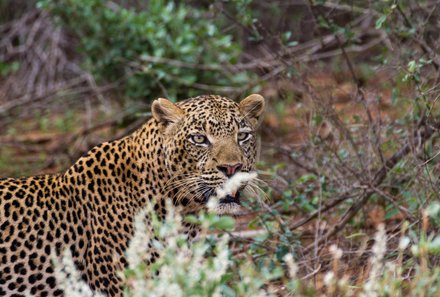 Kenia Familienreise - Kenia for family individuell deluxe - Safari im Tsavo West Nationalpark - Leopard