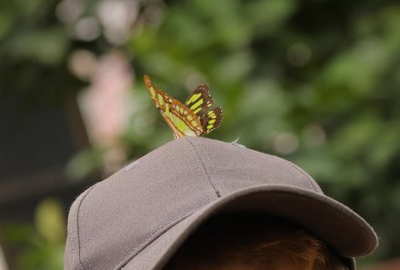 Familienurlaub Costa Rica - Costa Rica Abenteuer Regenwald und Pazifik - Schmetterling