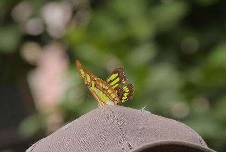 Familienurlaub Costa Rica - Costa Rica Große Rundreise für Familien - Schmetterling