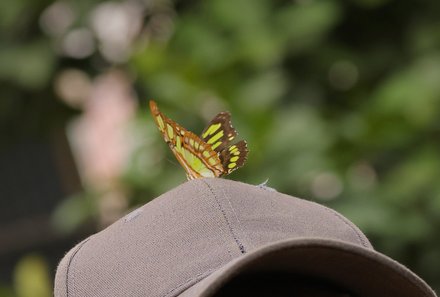 Familienurlaub Costa Rica - Costa Rica Abenteuer Regenwald und Karibik - Schmetterling
