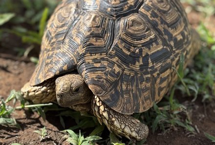 Serengeti mit Kindern individuell - Best of Familiensafari Serengeti - Afrikanische Schildkröte