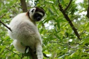 Familienurlaub Madagaskar - Madagaskar for family - Sifaka im Grünen