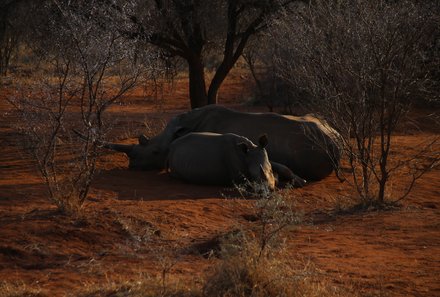 Südafrika mit Kindern - Südafrika for family - Makutsi Safari Farm - Nacht-Jeepsafari - Nashörner