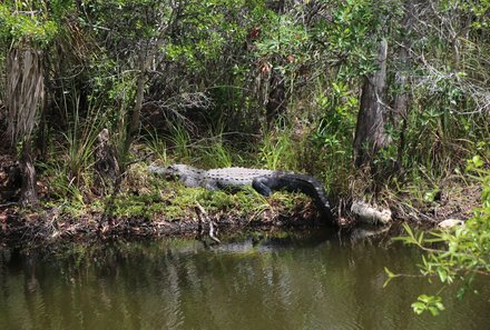 Florida Familienreise - Florida for family - Everglades - Alligator