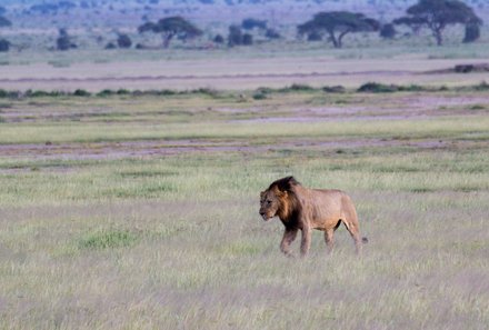 Kenia Familienreise - Kenia for family individuell - Best of Safari & Chale Island - Safari im Amboseli Nationalpark - Löwe