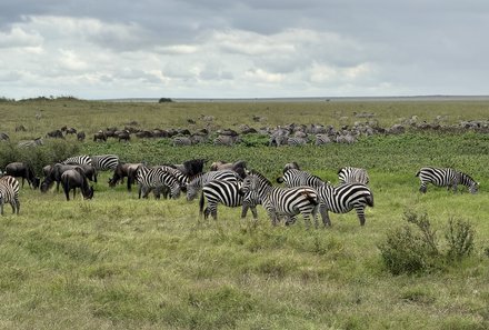 Tansania Familienreise - Tansania for family - Serengeti - Zebraherde