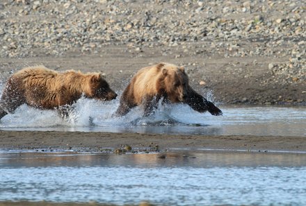 Westkanada for family - Familienurlaub Kanada - Bären im Wasser