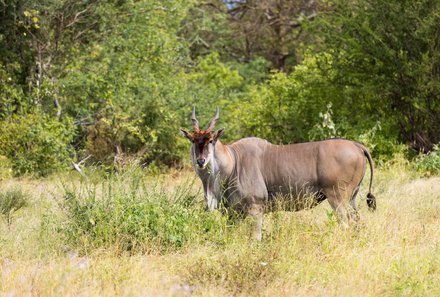 Kenia Familienreise - Kenia for family individuell - Best of Safari & Chale Island - Antilope