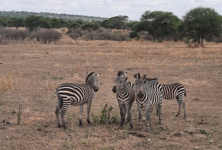 Tansania Familienreise - Tansania for family individuell - Familienabenteuer Tansania - Zebragruppe