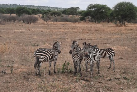 Tansania Familienurlaub - Tansania Family & Teens - Zebras im Tarangire Nationalpark