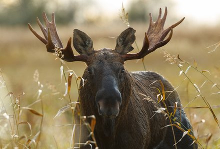 Familienreise Baltikum Family & Teens - Baltikum mit Kindern - Estland - Tiere im Baltikum