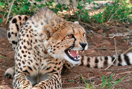 Familienreise Südafrika mit Kindern - Garden Route for family individuell deluxe - Leopard in Südafrika