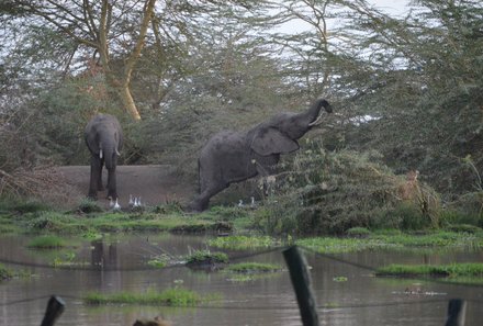 Kenia Familienreise - Kenia for family individuell - Best of Safari & Chale Island - Ziwani - Elefanten