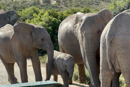 Familienreise Südafrika mit Kindern - Garden Route for family individuell deluxe - Elefanten