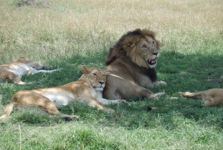 Kenia Familienreise - Kenia for family individuell - Löwen