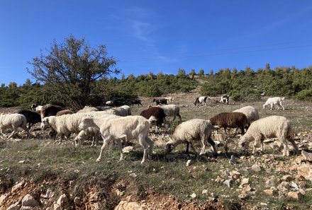 Albanien Familienreise - Albanien for family individuell - Schafe und Ziegen am Wegesrand