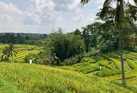 Bali for family deluxe - Familienreise Bali mit Kindern - Ubud Reisfelder