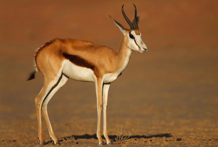 Namibia Deluxe Familienreise individuell - Sossusvlei - Springbock