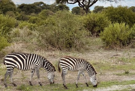 Tansania Familienurlaub - Tansania Family & Teens - Zebras 