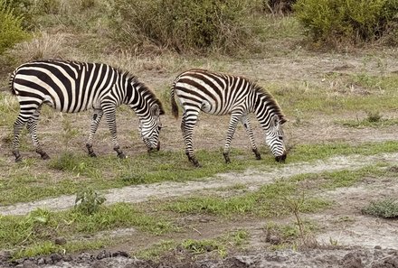 Tansania Familienurlaub - Tansania for family - Zebras im Tarangire Nationalpark