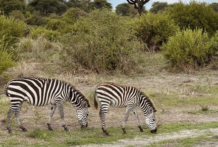 Tansania Familienreise - Tansania for family individuell - Familienabenteuer Tansania - Zebras