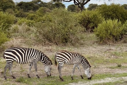 Serengeti mit Kindern individuell - Best of Familiensafari Serengeti - Zebras im Tarangire Nationalpark