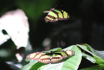 Peru Familienreise - Peru Family & Teens - Heliconia Lodge - Schmetterlinge