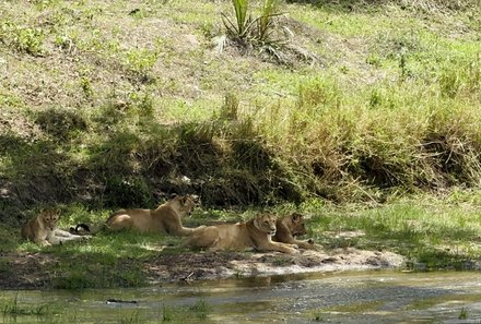 Serengeti mit Kindern individuell - Best of Familiensafari Serengeti - Löwen am Fluss