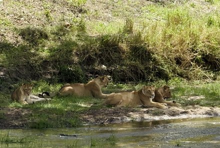 Familienreise Tansania - Tansania mit Teens - Löwen am Ufer