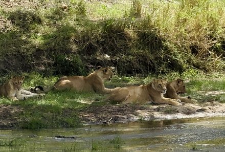 Tansania Familienurlaub - Tansania for family - Löwen im Tarangire Nationalpark