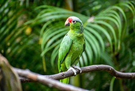 Costa Rica for family Deluxe - Familienreise in Costa Rica - grüner Vogel auf einem Ast 