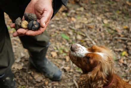 Familienreise Rumänien - Rumänien mit Kindern - Trüffelsuche mit Hund